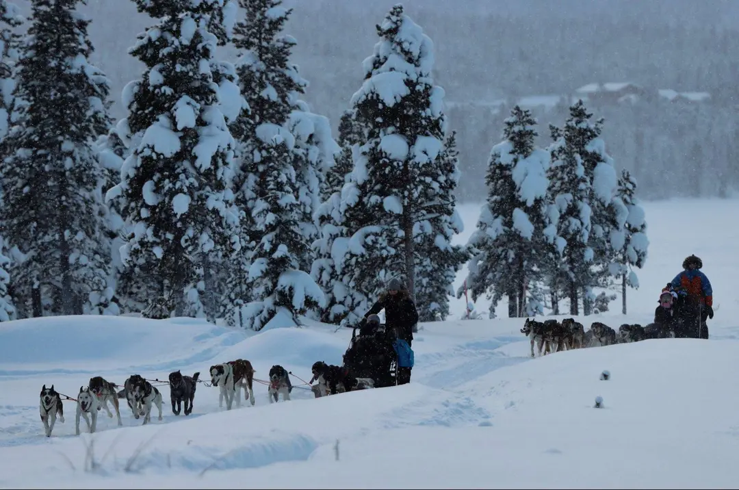 Kiruna: Morgontur med husky och kaffe i Lappland